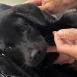 CRONACA. Non può imbarcare il suo cagnolino in aereo e lo abbandona in aeroporto