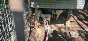CASERTA. Canile lager tra i rifiuti, liberati 16 cani: operazione della Polizia Provinciale